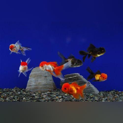 Goldfish Oranda Red