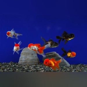 Goldfish Assorted Oranda