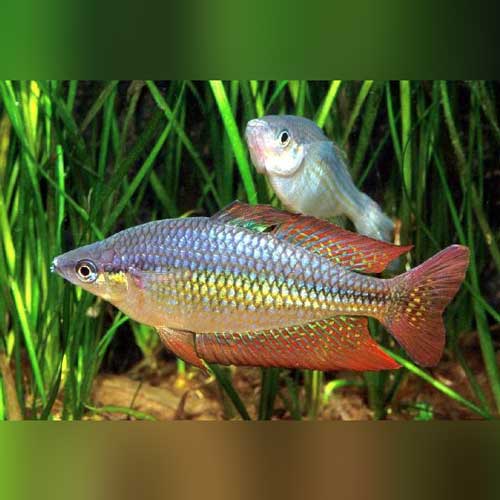 Rainbowfish Australian