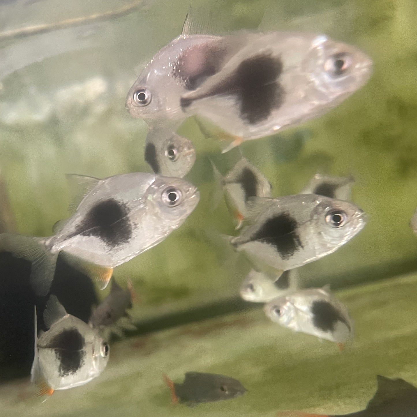 Blackberry Silver Dollar