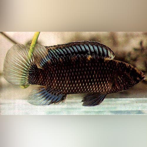 Badis Badis