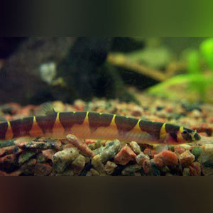 Loach Kuhli Banded