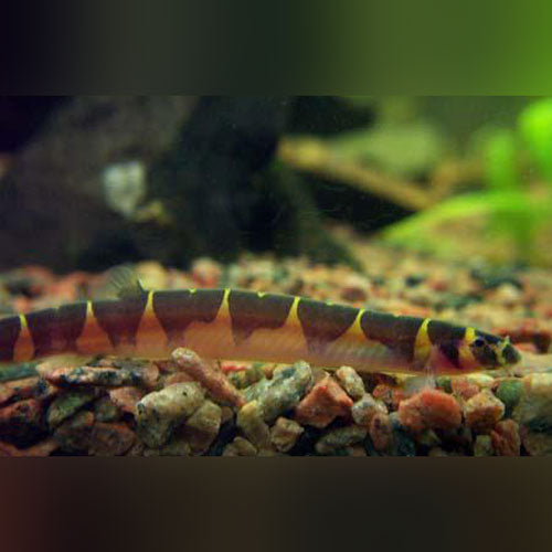 Loach Kuhli Banded