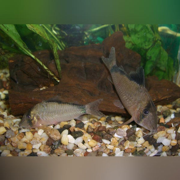 Cory Bandit
