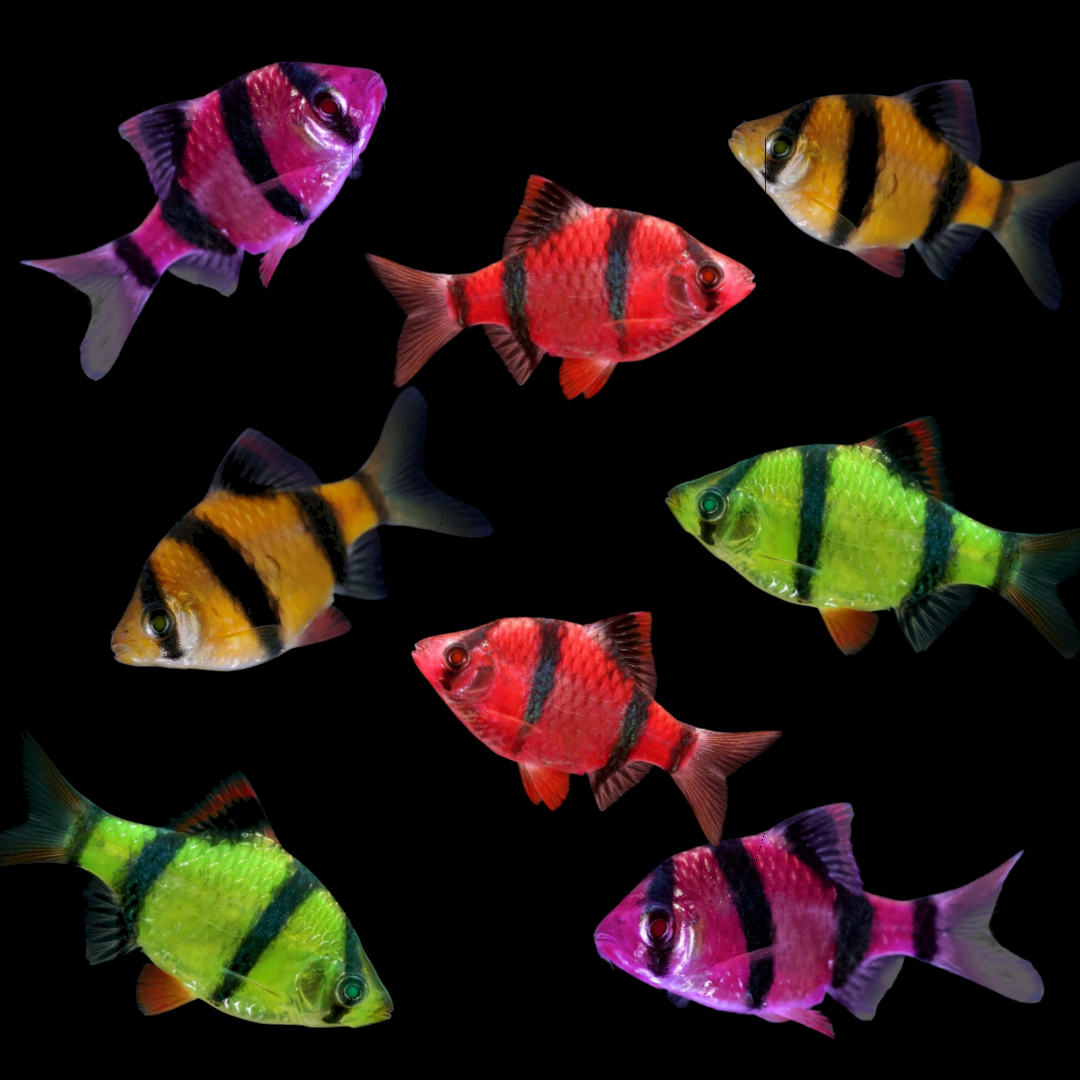 GloFish Barb Assorted Color