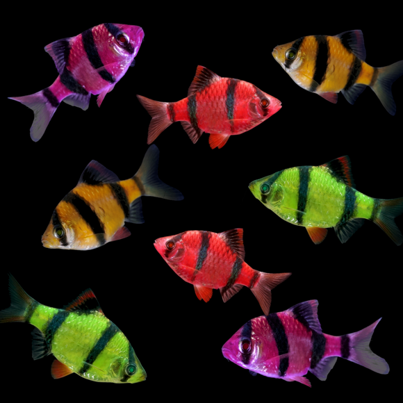 GloFish Barb Assorted Color