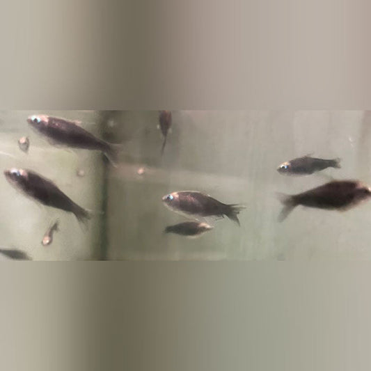 Tetra Emperor Black