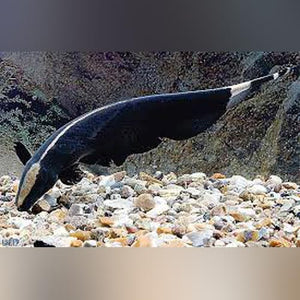 Knifefish Black Ghost