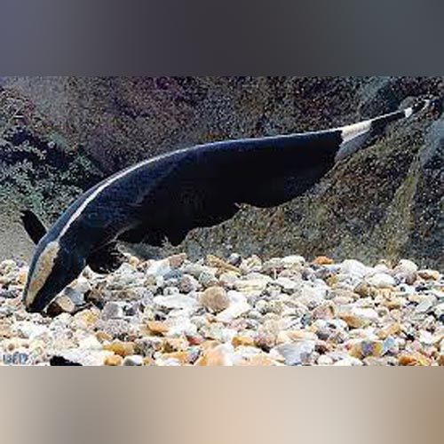 Knifefish Black Ghost