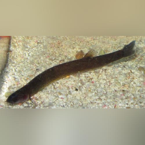 Loach Kuhli Black