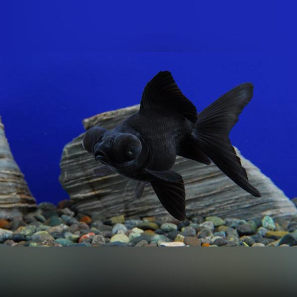 Goldfish Black Moor