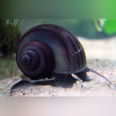 Snail Assorted Mystery