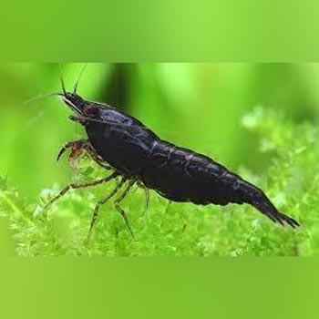 Shrimp Black Knight