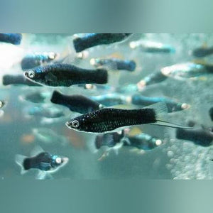 Swordtail Black Nubian Hi Fin