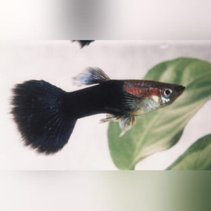 Guppy Black Phantom - Pair