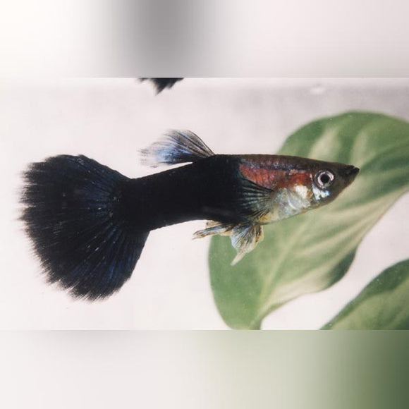 Guppy Black Phantom - Pair