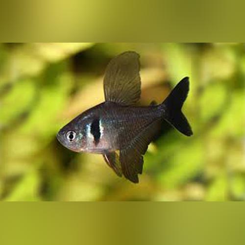 Tetra Black Phantom