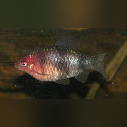 Barb Black Ruby