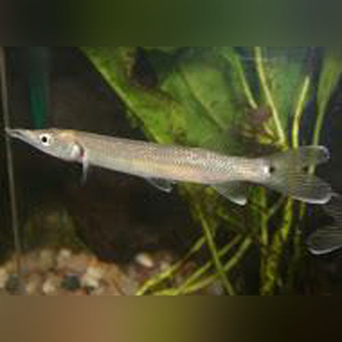 Hujeta Black Spot Gar