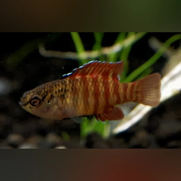 Badis Black Tiger Badis