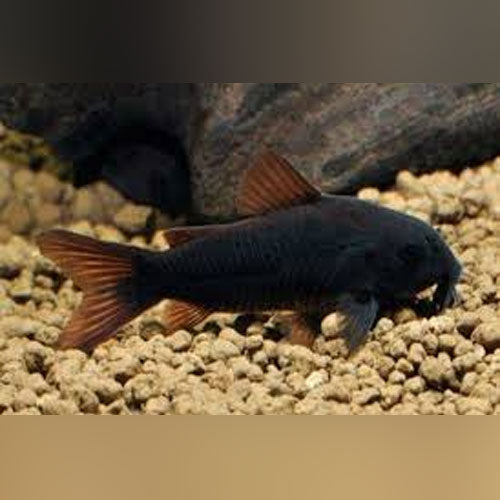 Cory Black Venezuelan