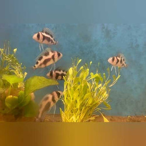 Cichlid Frontosa Black Widow