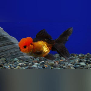 Goldfish Black and Red Oranda