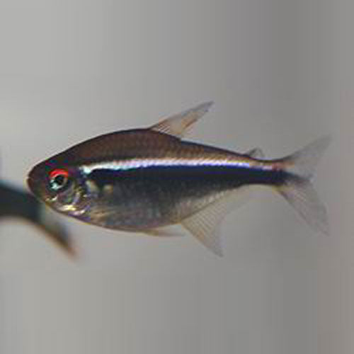Tetra Black Neon