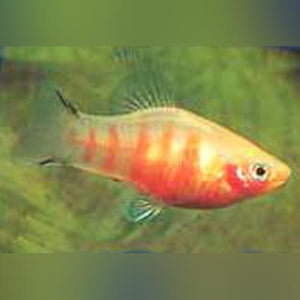 Platy Bleeding Heart