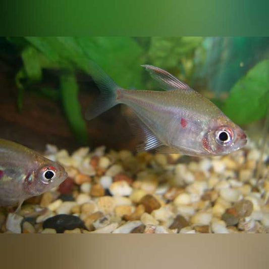 Tetra Bleeding Heart