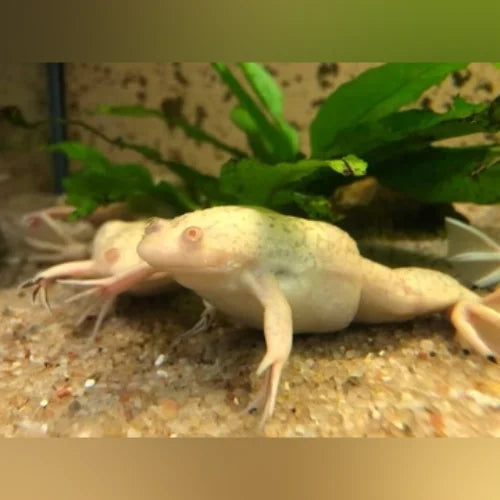 African Dwarf Frog Blond