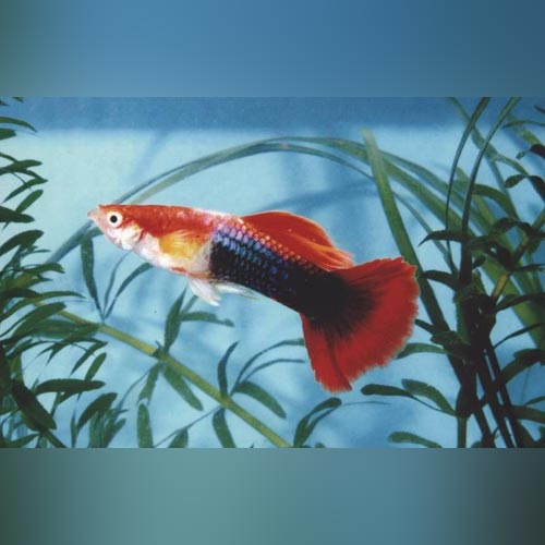 Guppy Blond Tuxedo - Pair