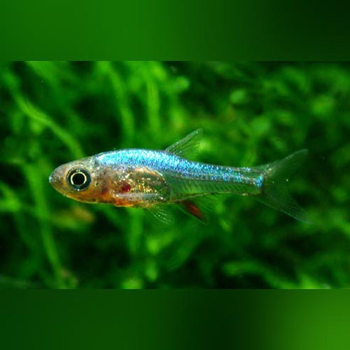 Blue Axelrodi Rasbora