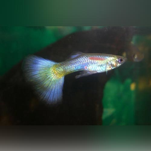 Guppy Blue Delta - Pair