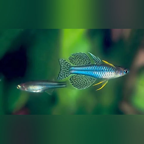 Blue Eye Gertrudae Rainbow