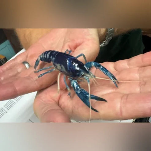 Blue Ghost Lobster