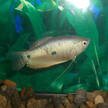 Gourami Blue