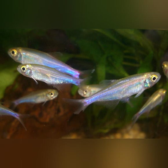 Tetra Blue King