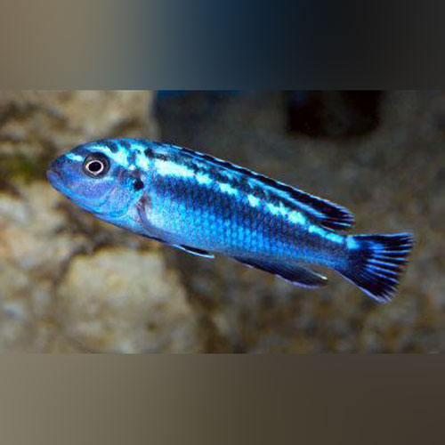 Cichlid Maingano Blue