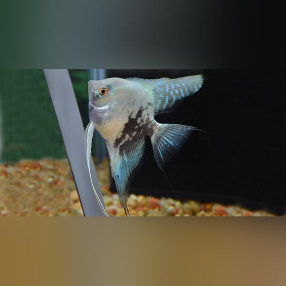 Angelfish Blue Pinoy