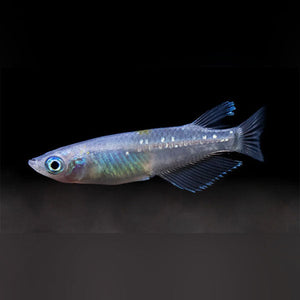 Ricefish Orange Speckled