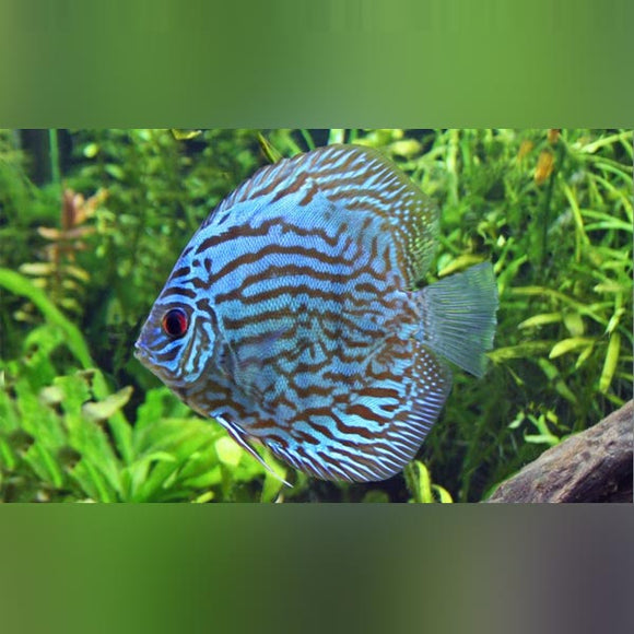 Discus Blue Turquoise