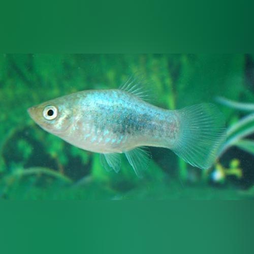 Platy Blue Tuxedo