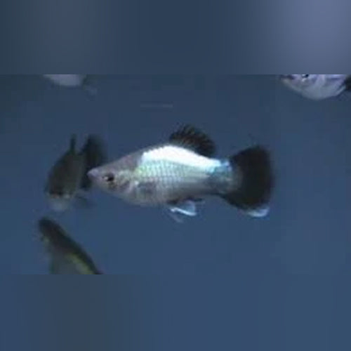 Platy Blue Wag