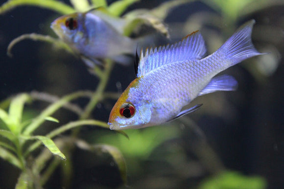 Ram Blue
