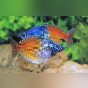 Rainbowfish Boesemani