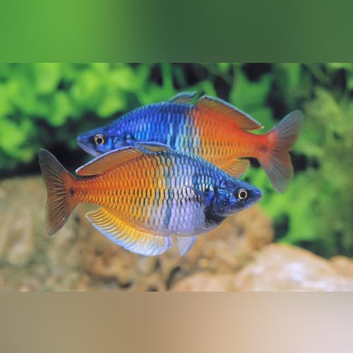 Rainbowfish Boesemani