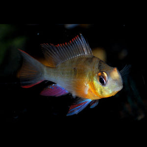 Ram Bolivian