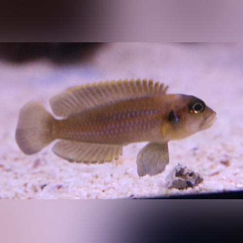 Cichlid Brevis Shell Dweller