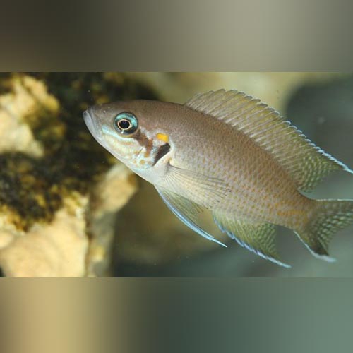 Cichlid Brichardi